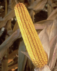 Genetisch gemodificeerde maïs is toegestaan in de Europese Unie. Afbeelding: Sasakei, www.flickr.com