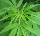 Cannabisplant. Afbeelding: antwelm, www.flickr.com